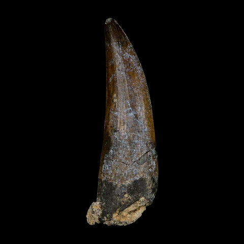 2.1" Suchomimus Fossil Tooth Cretaceous Spinosaurid Dinosaur Elraz FM Niger COA - Fossil Age Minerals