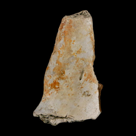 1.3" Tyrannosaurus Rex Fossil Bone Dinosaur Lance Creek Formation Wyoming COA