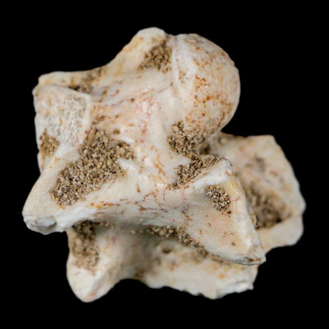 1" Palaeophis Magrebianus Sea Snake Vertebra Bone Upper Paleocene Morocco - Fossil Age Minerals
