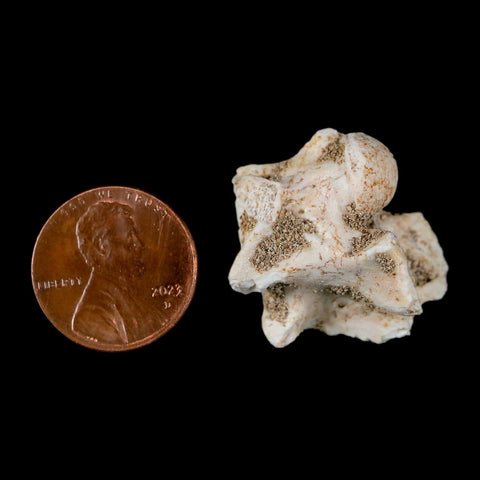 1" Palaeophis Magrebianus Sea Snake Vertebra Bone Upper Paleocene Morocco - Fossil Age Minerals