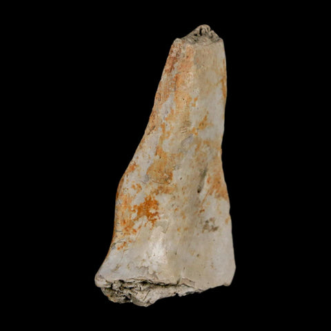 1.3" Tyrannosaurus Rex Fossil Bone Dinosaur Lance Creek Formation Wyoming COA