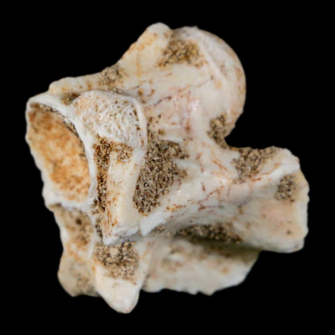 1" Palaeophis Magrebianus Sea Snake Vertebra Bone Upper Paleocene Morocco - Fossil Age Minerals