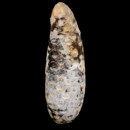 XXL 2.7" Fossil Pine Cone Equicalastrobus Replaced By Agate Eocene Age Seeds Fruit