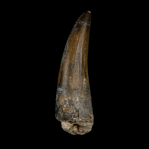 2.1" Suchomimus Fossil Tooth Cretaceous Spinosaurid Dinosaur Elraz FM Niger COA - Fossil Age Minerals