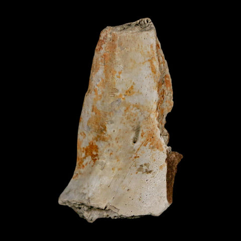 1.3" Tyrannosaurus Rex Fossil Bone Dinosaur Lance Creek Formation Wyoming COA