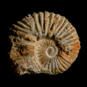 3.2" Acanthoceras Ammonite Fossil Agadir Morocco 360 Million Year Old COA