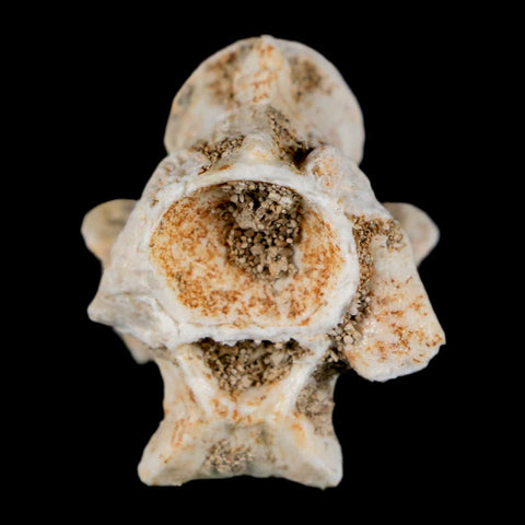 1" Palaeophis Magrebianus Sea Snake Vertebra Bone Upper Paleocene Morocco - Fossil Age Minerals