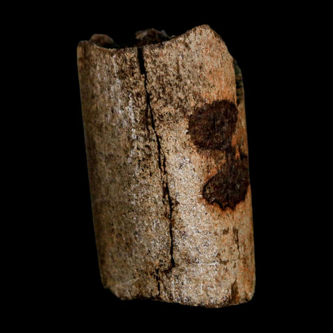 1.8" Allosaurus Fossil Rib Bone Morrison FM Colorado Jurassic Dinosaur COA Stand