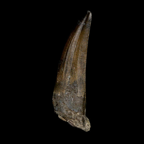2.1" Suchomimus Fossil Tooth Cretaceous Spinosaurid Dinosaur Elraz FM Niger COA - Fossil Age Minerals