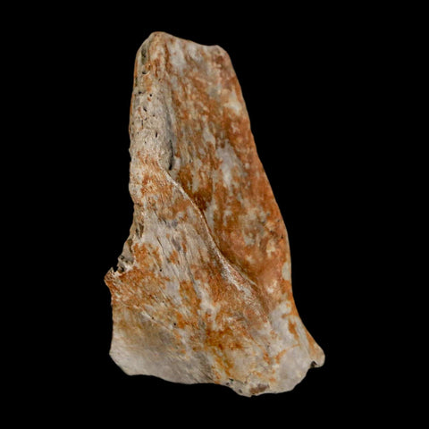 1.3" Tyrannosaurus Rex Fossil Bone Dinosaur Lance Creek Formation Wyoming COA