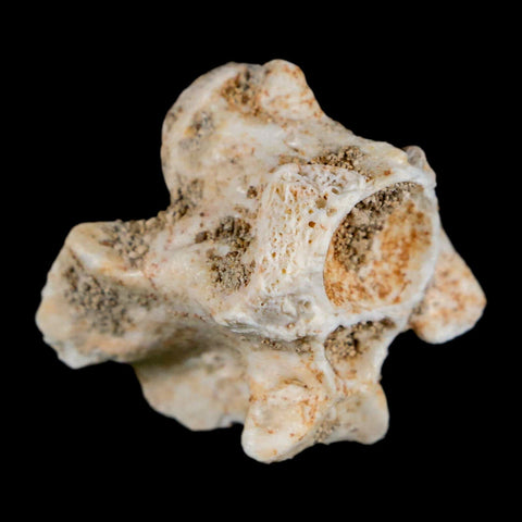 1" Palaeophis Magrebianus Sea Snake Vertebra Bone Upper Paleocene Morocco - Fossil Age Minerals