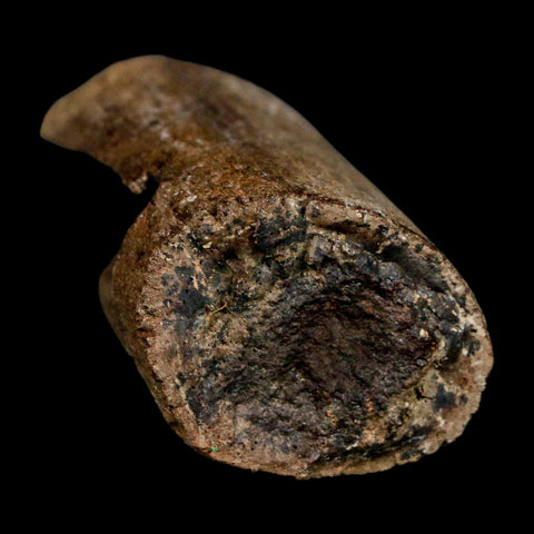 1.8" Allosaurus Fossil Rib Bone Morrison FM Colorado Jurassic Dinosaur COA Stand