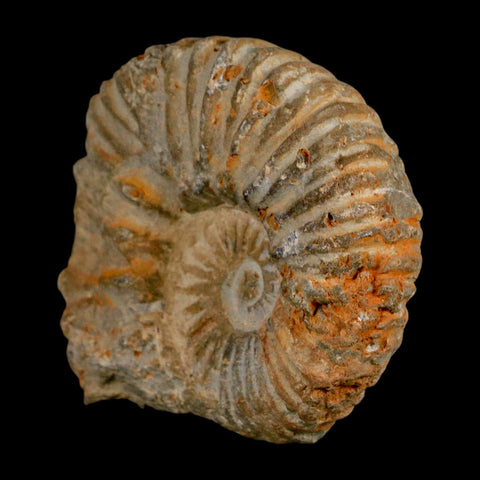 3.2" Acanthoceras Ammonite Fossil Agadir Morocco 360 Million Year Old COA