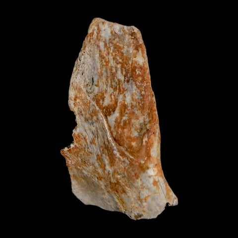 1.3" Tyrannosaurus Rex Fossil Bone Dinosaur Lance Creek Formation Wyoming COA