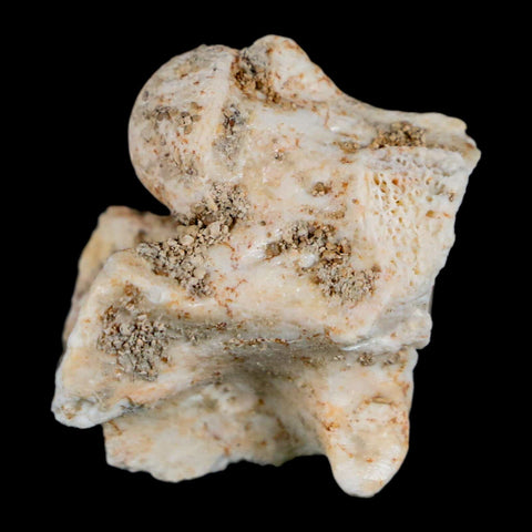 1" Palaeophis Magrebianus Sea Snake Vertebra Bone Upper Paleocene Morocco - Fossil Age Minerals