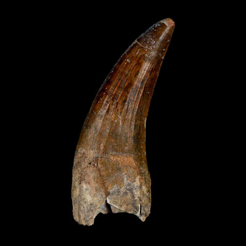 2.3" Suchomimus Fossil Tooth Cretaceous Spinosaurid Dinosaur Elraz FM Niger COA - Fossil Age Minerals