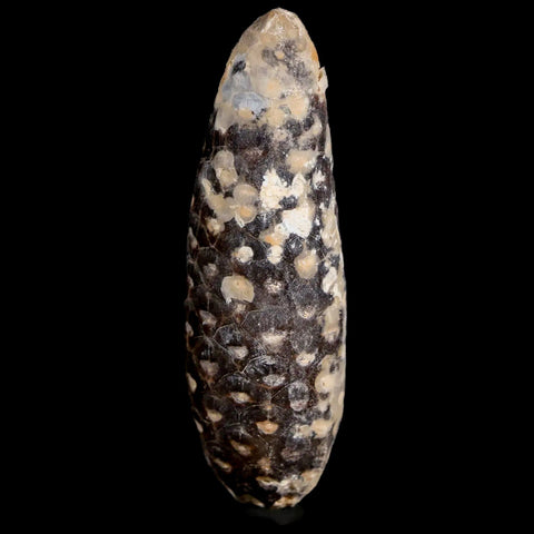 XXL 2.7" Fossil Pine Cone Equicalastrobus Replaced By Agate Eocene Age Seeds Fruit - Fossil Age Minerals