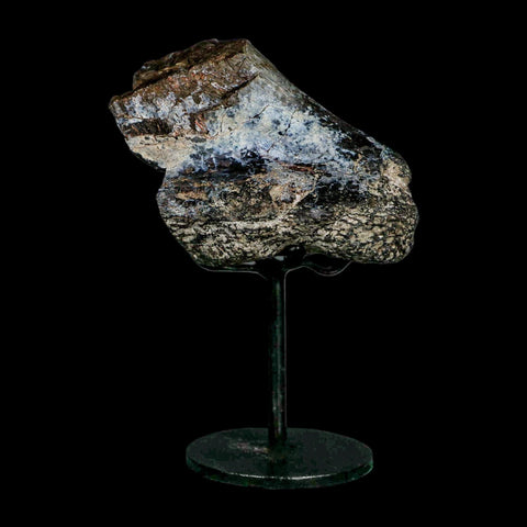 3.4" Allosaurus Fossil Limb Bone Morrison FM Colorado Jurassic Dinosaur COA Stand