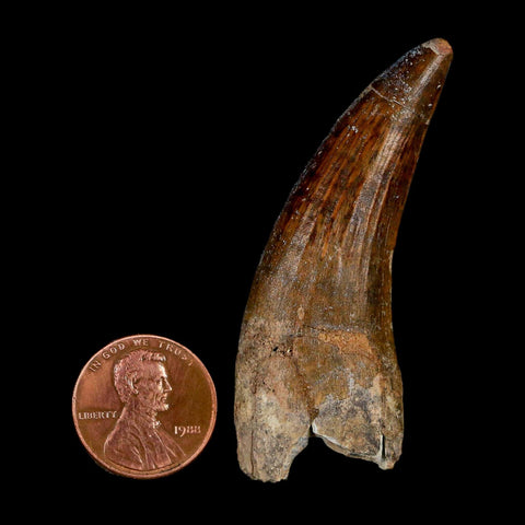 2.3" Suchomimus Fossil Tooth Cretaceous Spinosaurid Dinosaur Elraz FM Niger COA - Fossil Age Minerals