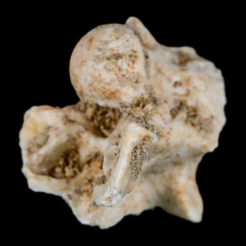 1" Palaeophis Magrebianus Sea Snake Vertebra Bone Upper Paleocene Morocco - Fossil Age Minerals