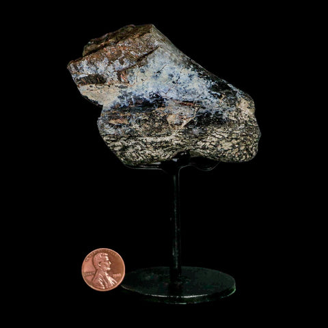 3.4" Allosaurus Fossil Limb Bone Morrison FM Colorado Jurassic Dinosaur COA Stand