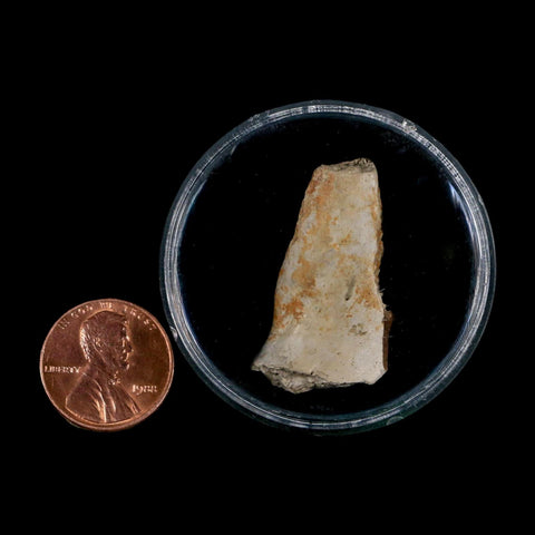 1.3" Tyrannosaurus Rex Fossil Bone Dinosaur Lance Creek Formation Wyoming COA