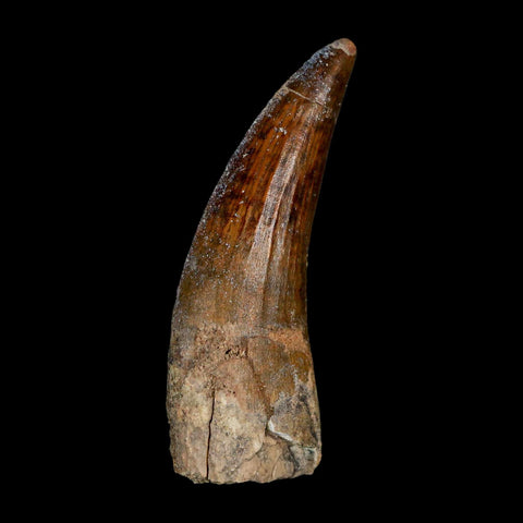 2.3" Suchomimus Fossil Tooth Cretaceous Spinosaurid Dinosaur Elraz FM Niger COA - Fossil Age Minerals