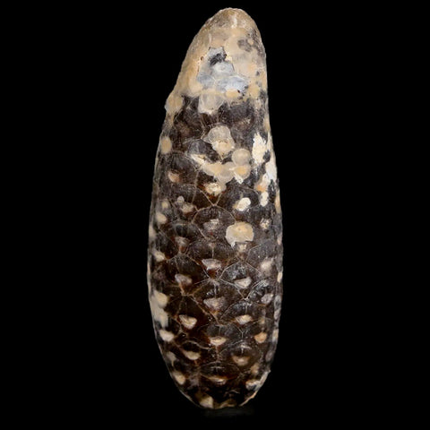 XXL 2.7" Fossil Pine Cone Equicalastrobus Replaced By Agate Eocene Age Seeds Fruit - Fossil Age Minerals