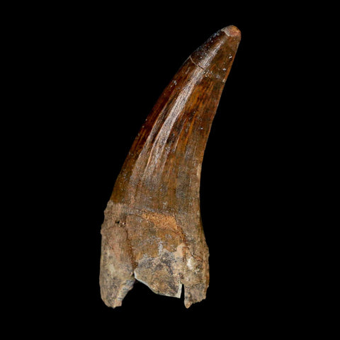2.3" Suchomimus Fossil Tooth Cretaceous Spinosaurid Dinosaur Elraz FM Niger COA - Fossil Age Minerals