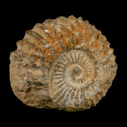 3.7" Acanthoceras Ammonite Fossil Agadir Morocco 360 Million Year Old COA