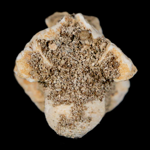 0.8" Palaeophis Magrebianus Sea Snake Vertebra Bone Upper Paleocene Morocco - Fossil Age Minerals