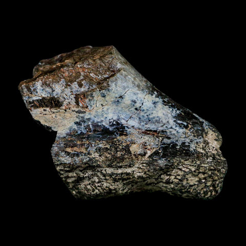 3.4" Allosaurus Fossil Limb Bone Morrison FM Colorado Jurassic Dinosaur COA Stand