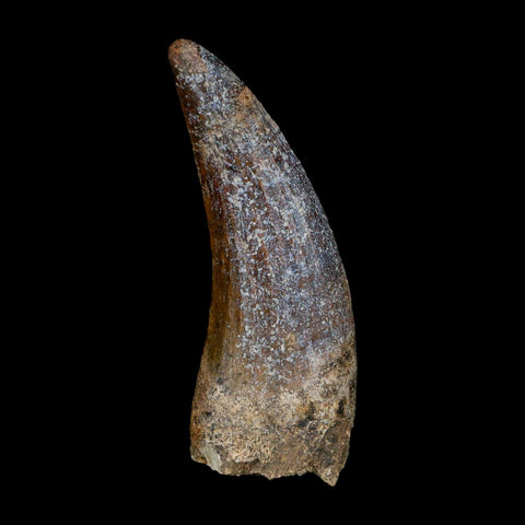 2.3" Suchomimus Fossil Tooth Cretaceous Spinosaurid Dinosaur Elraz FM Niger COA - Fossil Age Minerals
