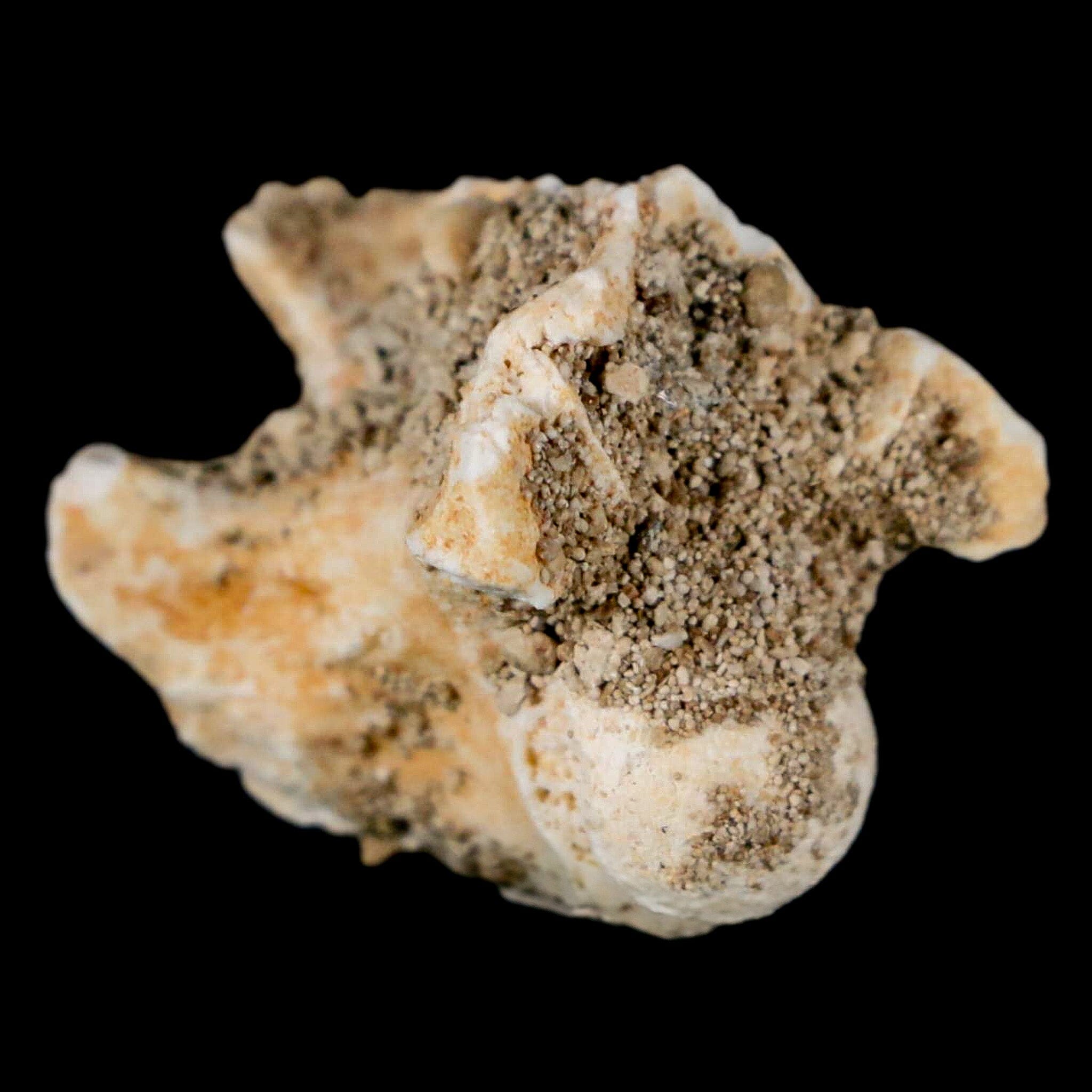 0.8" Palaeophis Magrebianus Sea Snake Vertebra Bone Upper Paleocene Morocco - Fossil Age Minerals