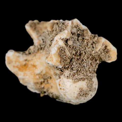 0.8" Palaeophis Magrebianus Sea Snake Vertebra Bone Upper Paleocene Morocco - Fossil Age Minerals