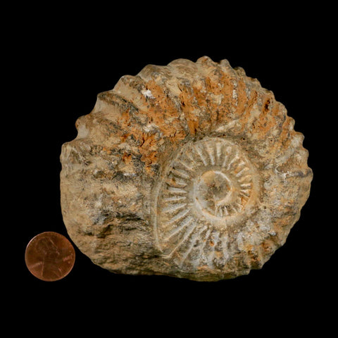 3.7" Acanthoceras Ammonite Fossil Agadir Morocco 360 Million Year Old COA