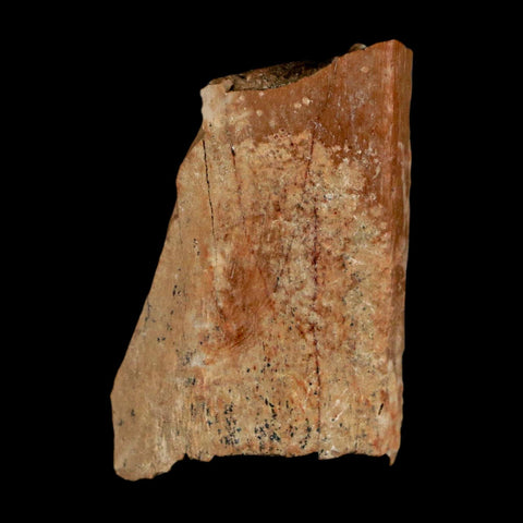 1.1" Tyrannosaurus Rex Fossil Bone Dinosaur Lance Creek Formation Wyoming COA