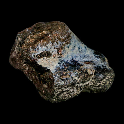 3.4" Allosaurus Fossil Limb Bone Morrison FM Colorado Jurassic Dinosaur COA Stand