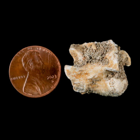 0.8" Palaeophis Magrebianus Sea Snake Vertebra Bone Upper Paleocene Morocco - Fossil Age Minerals