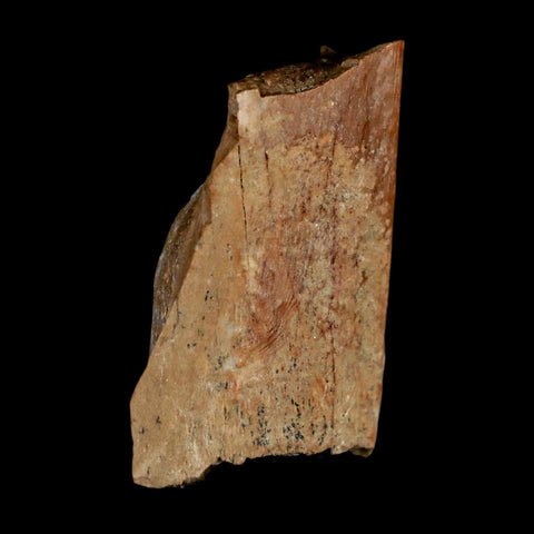 1.1" Tyrannosaurus Rex Fossil Bone Dinosaur Lance Creek Formation Wyoming COA