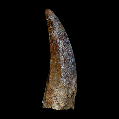 2.3" Suchomimus Fossil Tooth Cretaceous Spinosaurid Dinosaur Elraz FM Niger COA - Fossil Age Minerals
