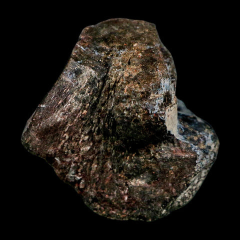 3.4" Allosaurus Fossil Limb Bone Morrison FM Colorado Jurassic Dinosaur COA Stand