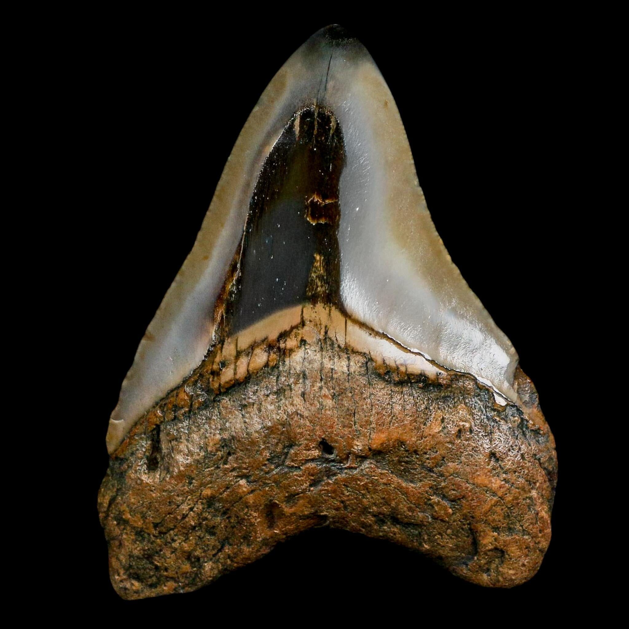 3.6" Quality Megalodon Shark Tooth Fossil Natural Miocene Age COA