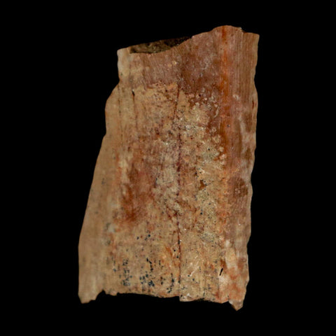 1.1" Tyrannosaurus Rex Fossil Bone Dinosaur Lance Creek Formation Wyoming COA