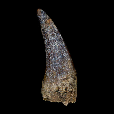 2.3" Suchomimus Fossil Tooth Cretaceous Spinosaurid Dinosaur Elraz FM Niger COA - Fossil Age Minerals