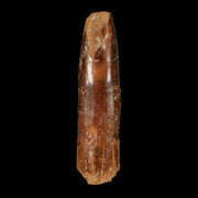 2" Rebbachisaurus Sauropod Fossil Tooth Early Cretaceous Dinosaur COA, Display