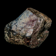 Allosaurus Fossil Collection