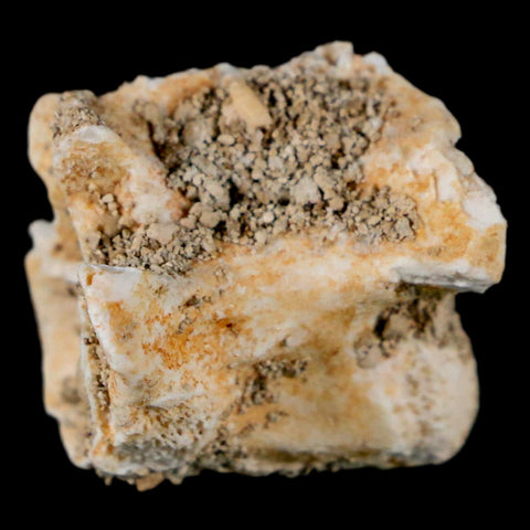 0.8" Palaeophis Magrebianus Sea Snake Vertebra Bone Upper Paleocene Morocco - Fossil Age Minerals