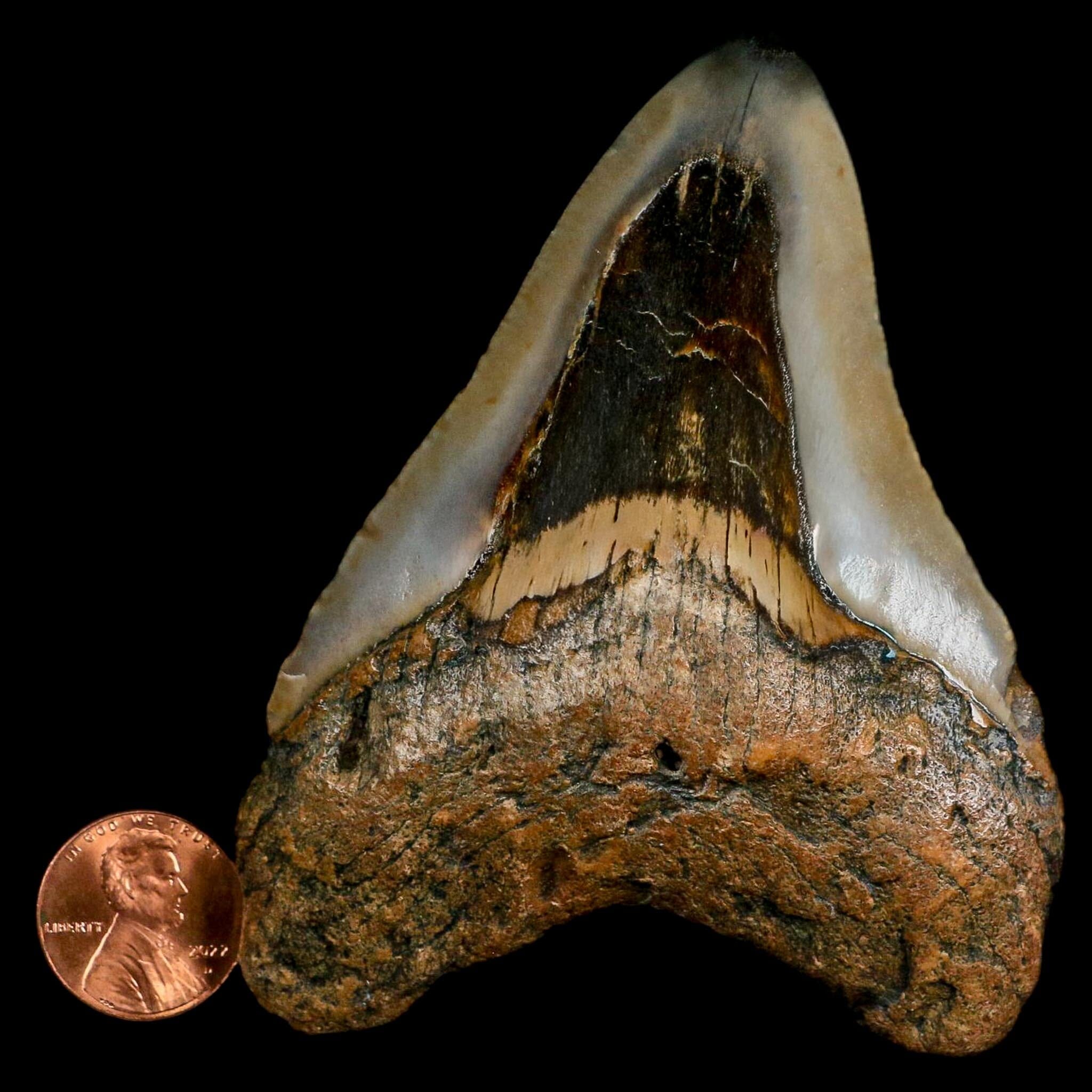 3.6" Quality Megalodon Shark Tooth Fossil Natural Miocene Age COA