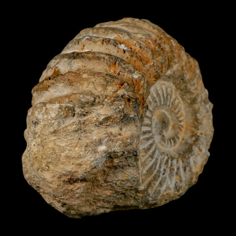 3.7" Acanthoceras Ammonite Fossil Agadir Morocco 360 Million Year Old COA